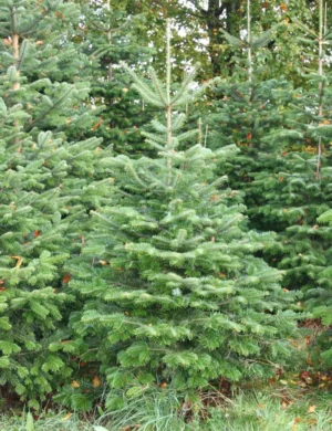 Juletræ (Nordmann ædelgran) - 170-190 cm