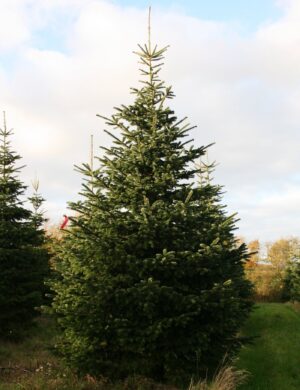Juletræ (Nordmann ædelgran) - 560-600 cm